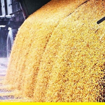 Цены на пшеницу и ячмень на мировых рынках растут как на дрожжах